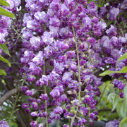 Black Dragon Wisteria Seeds