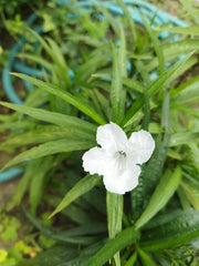 Drought Tolerant White Mexican Petunia Seeds