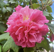 Double Rose Hibiscus Mutabilis Seeds