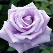 Sterling Silver Rose Seeds