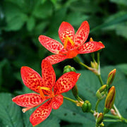Chinensis Belamcanda Seeds