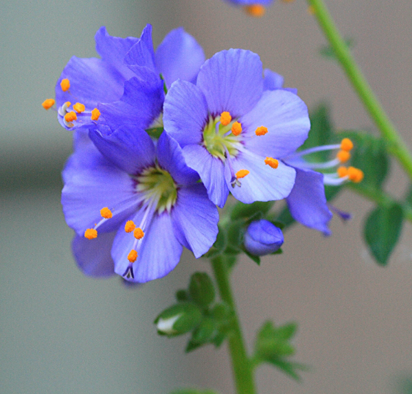 Perennial Jacob's Ladder Seeds