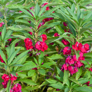 Balsam Impatiens Seeds