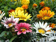 Mixed Colors Gazania Seeds
