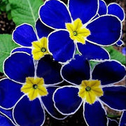 Blue Evening Primrose Seeds