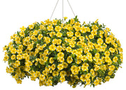 Super bell Lemon Slice Calibrachoa Seeds