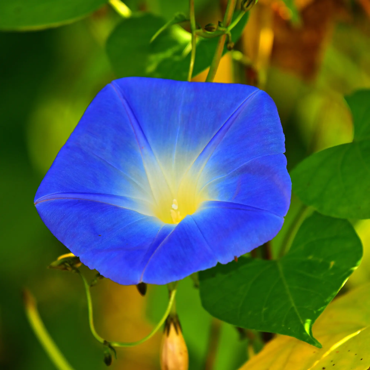 Heavenly Blue Ipomoea Seeds