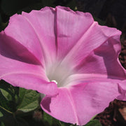 Japanese Morning Glory Seeds