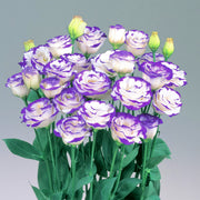 Prairie Gentian Lisianthus Seeds