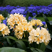 Yellow Clivia Seeds
