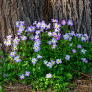 Fragrant Bloom Virginia Stock Seeds
