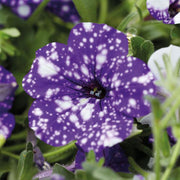 Night Sky Petunia Seeds