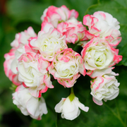 Apple Geranium Seeds