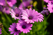 Purple Osteospermum Seeds