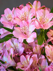 Pink Alstroemeria Seeds, Pink