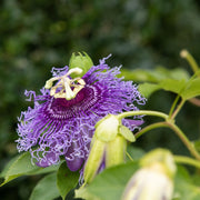 Purple Passionflower Seeds