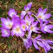 Hardy Fall Bloomer Autumn Crocus Seeds