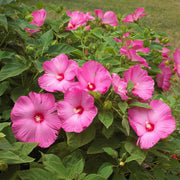 Dinner Seeds, Hibiscus moscheutos