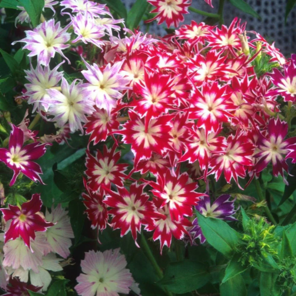 Twinkle Star Phlox Seeds