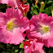 Easy Wave Rosy Dawn Petunia Seeds