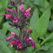 Hummingbird Sage Salvia Spathacea Seeds