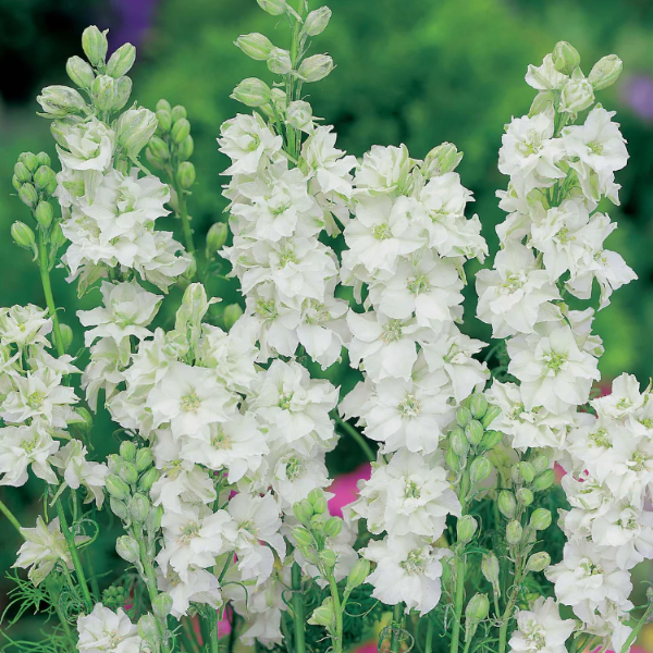 White King Larkspur Seeds