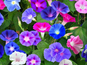 Mixed Colors Morning Glory Seeds
