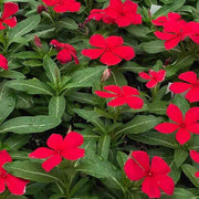 Red Madagascar Periwinkle Seeds