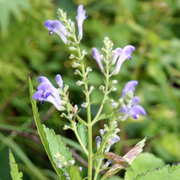 Mad Dog Skullcap Seeds