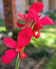 Red Canna Lily Seeds