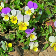 Viola Seeds, Viola tricolor Flower Seeds