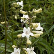 Foxglove Beardtongue Seeds, Wildflower