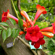 Climbing Scarlet Trumpet Vine Seeds