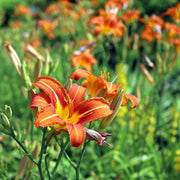 Orange Turk's Cap Lily Seeds