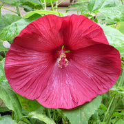 Dinner Seeds, Hibiscus moscheutos