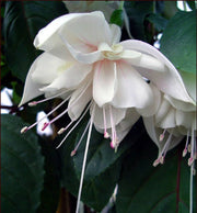White Fuchsia Seeds