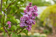 Syringa Vulgaris Lilac Seeds