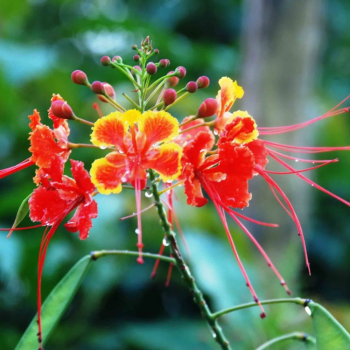 Dwarf Poinciana Peacock Seeds