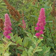 Hardy Pink Spiraea Douglasii Seeds
