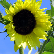 Moonwalker Sunflower Seeds