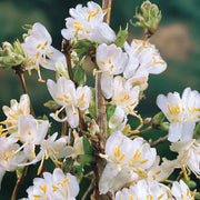 Winter Honeysuckle Seeds