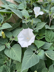 White Moonflower Seeds