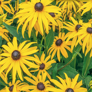 Bright Yellow Black-Eyed Susan Seeds