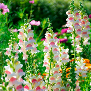 Appleblossom Snapdragon Seeds