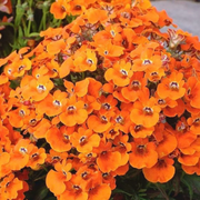 Orange Nemesia Seeds