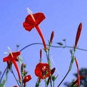 Red Cardinal Climber Seeds