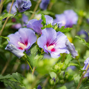Hardy Purple Rose of Sharon Seeds