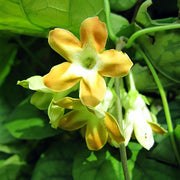 Fragrant Vine Telosma Cordata Seeds
