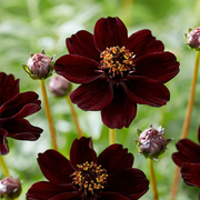 Chocolate Cosmos Cosmos Seeds