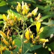 Hairy St. John's Wort Seeds